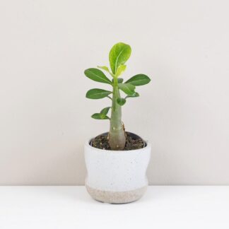 Adenium obesum / Pouštní růže mini adenium obesum poustni ruze sukulent