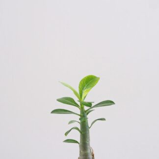 Adenium obesum / Pouštní růže mini adenium obesum poustni ruze sukulent