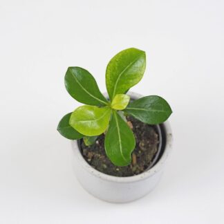 Adenium obesum / Pouštní růže mini adenium obesum poustni ruze sukulent
