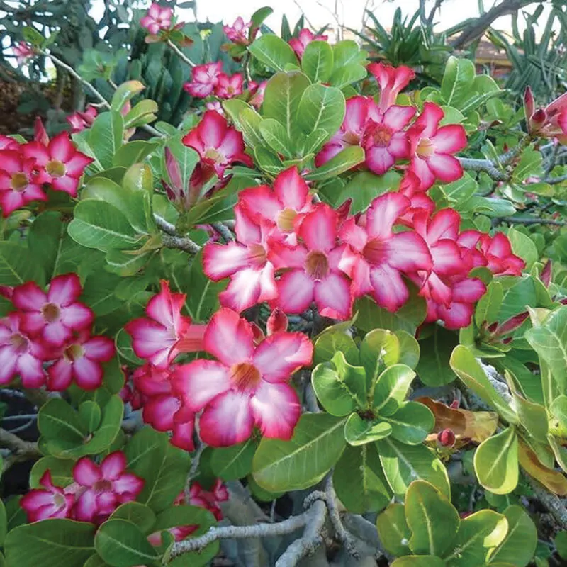 seminka adenium obesum Basic Pink ruzova poustni ruze ze semen pokojovky