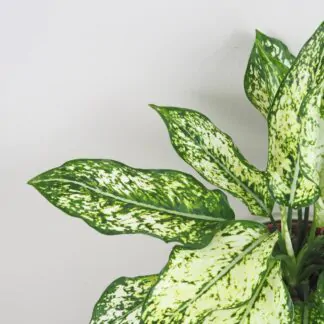 aglaonema kiwi nenarocna pokojova rostlina pokojovka