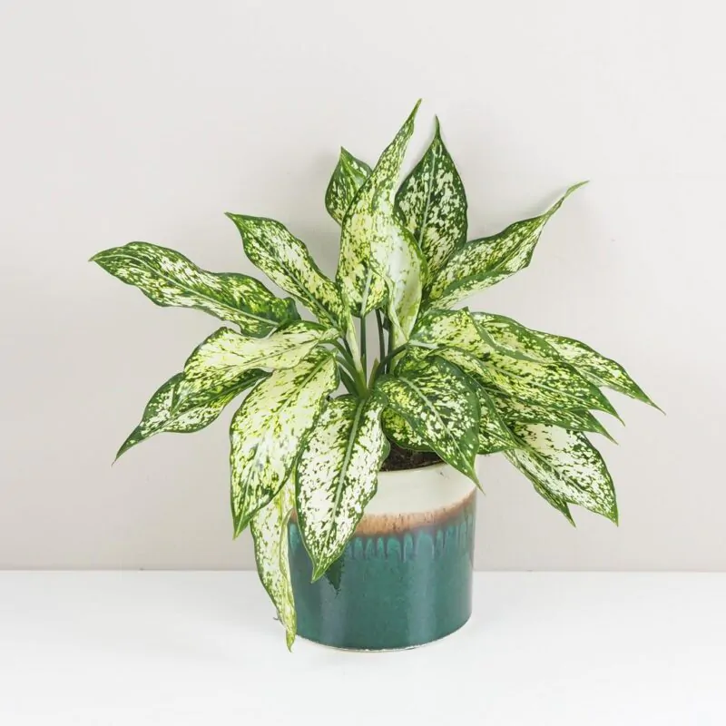aglaonema kiwi nenarocna pokojova rostlina pokojovka