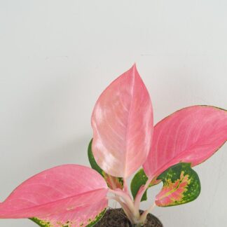 Aglaonema ‘Valkyrie’ střední aglaonema valkyrie ruzova pokojova rostlina pokojovky