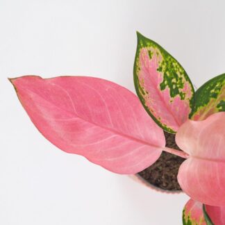 Aglaonema ‘Valkyrie’ střední aglaonema valkyrie ruzova pokojova rostlina pokojovky