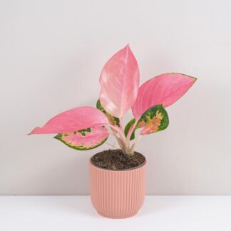 aglaonema valkyrie ruzova pokojova rostlina pokojovky