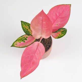 Aglaonema ‘Valkyrie’ střední aglaonema valkyrie ruzova pokojova rostlina pokojovky