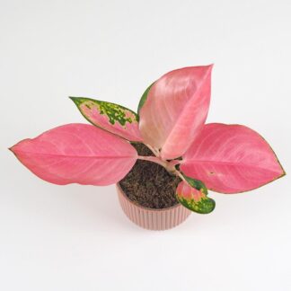 Aglaonema ‘Valkyrie’ střední aglaonema valkyrie ruzova pokojova rostlina pokojovky