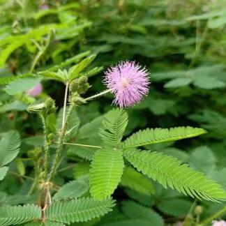 seminka citlivka mimosa pudica ze semen stydlivka pokojovky