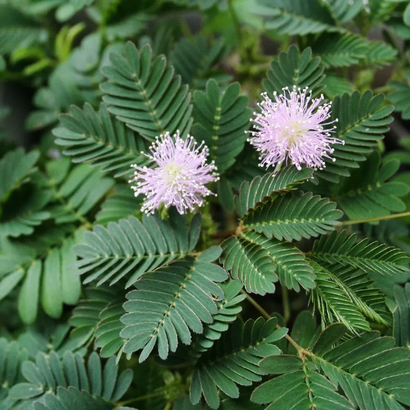 seminka citlivka mimosa pudica ze semen stydlivka pokojovky
