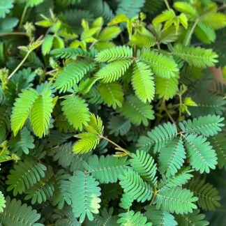 seminka citlivka mimosa pudica ze semen stydlivka pokojovky