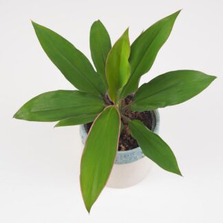 Cordyline australis ‘Salsa’ Cordyline australis Salsa
