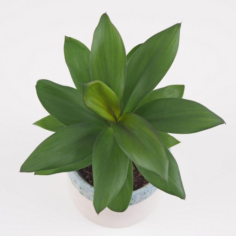 cordyline-fruticosa-glauca-pokojov-rostlina-plantizia