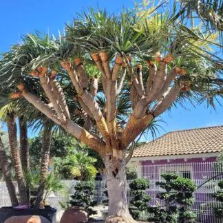 seminka dracaena draco draci strom ze semen pokojove rostliny semena