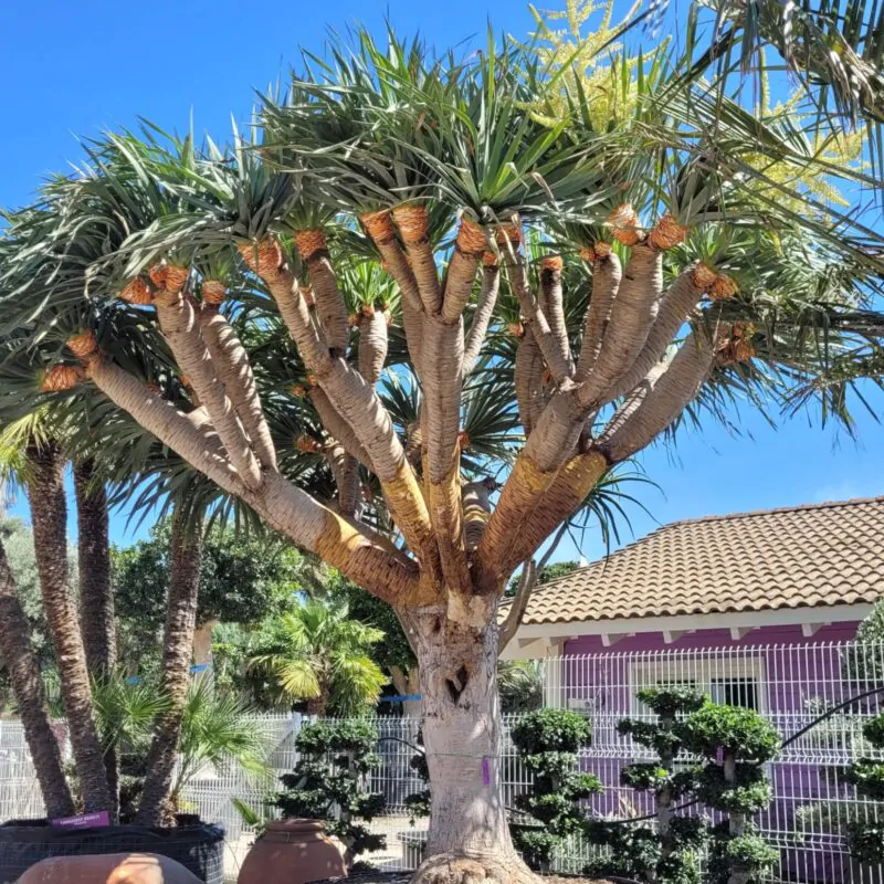 seminka dracaena draco draci strom ze semen pokojove rostliny semena