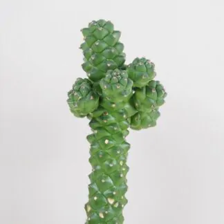 Euphorbia ritchiei kaktusy a sukulenty pokojovky pokojove rostliny