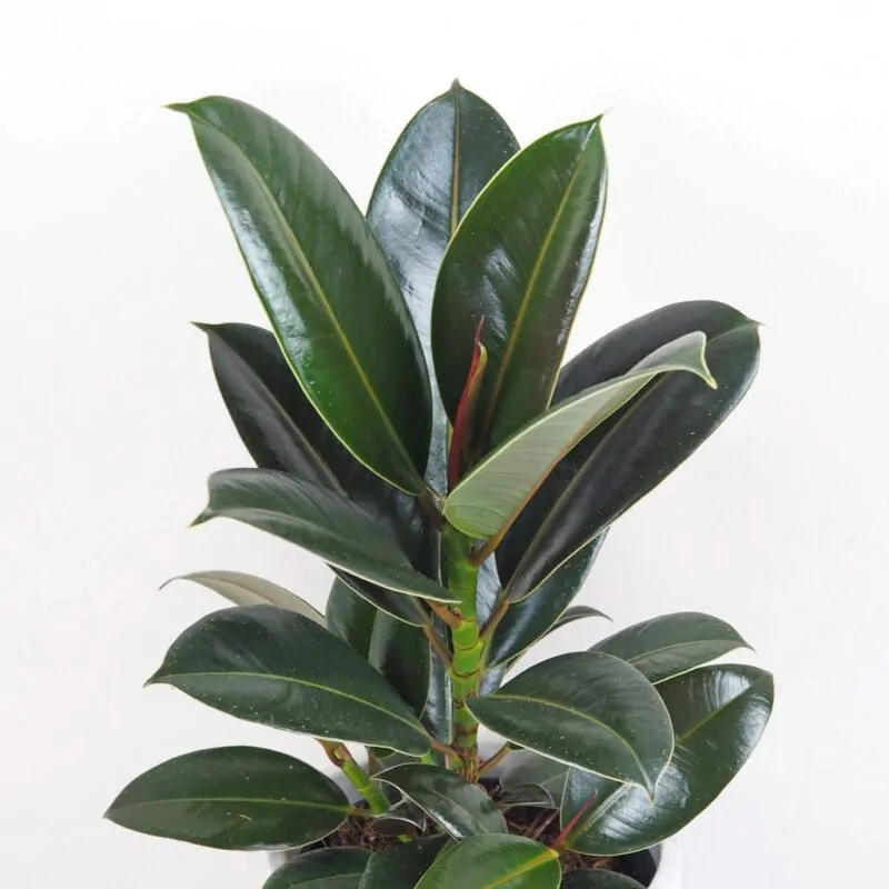 Ficus elastica Melany nenarocna pokojova rostlina pokojovka