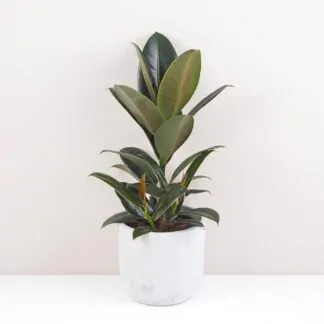 Ficus elastica Melany nenarocna pokojova rostlina pokojovka