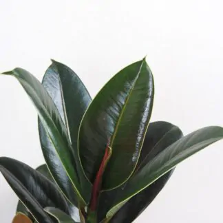 Ficus elastica Melany nenarocna pokojova rostlina pokojovka
