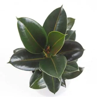 Ficus elastica Melany nenarocna pokojova rostlina pokojovka