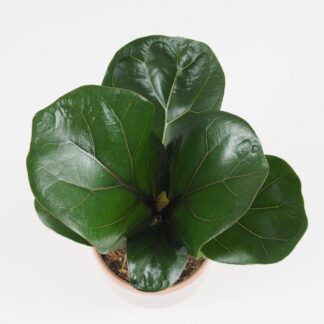 ficus lyrata pokojovky pokojove rostliny