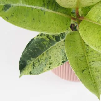 Ficus elastica Shivereana pokojovky pokojove rostliny