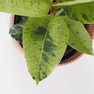 Ficus elastica Shivereana pokojovky pokojove rostliny