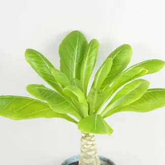 Havajská palma / Brighamia insignis Havajska palma Brighamia insignis pokojovky pokojove rostliny
