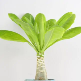 Havajská palma / Brighamia insignis Havajska palma Brighamia insignis pokojovky pokojove rostliny