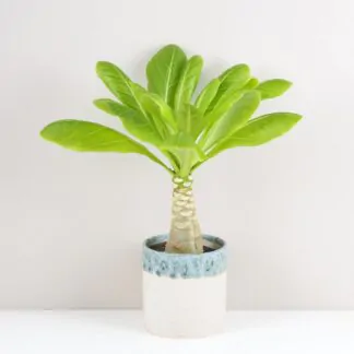 Havajska palma Brighamia insignis pokojovky pokojove rostliny