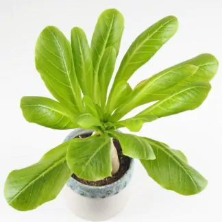 Havajská palma / Brighamia insignis Havajska palma Brighamia insignis pokojovky pokojove rostliny