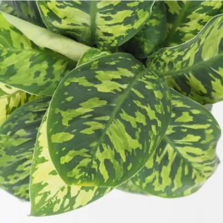 Homalomena Camouflage nenarocna izbova rastlina