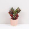 Krotonovec red batik Codiaeum variegatum kroton pokojove rostliny pokojovky