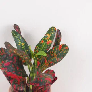 Krotonovec red batik Codiaeum variegatum kroton pokojove rostliny pokojovky