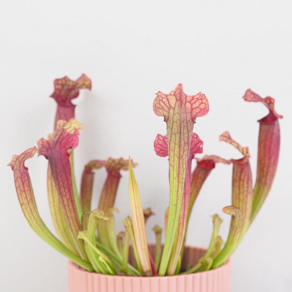 Masožravá rostlina Sarracenia tess Masožravá rostlina Sarracenia tess