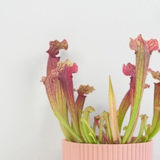 Masožravá rostlina Sarracenia tess Masožravá rostlina Sarracenia tess