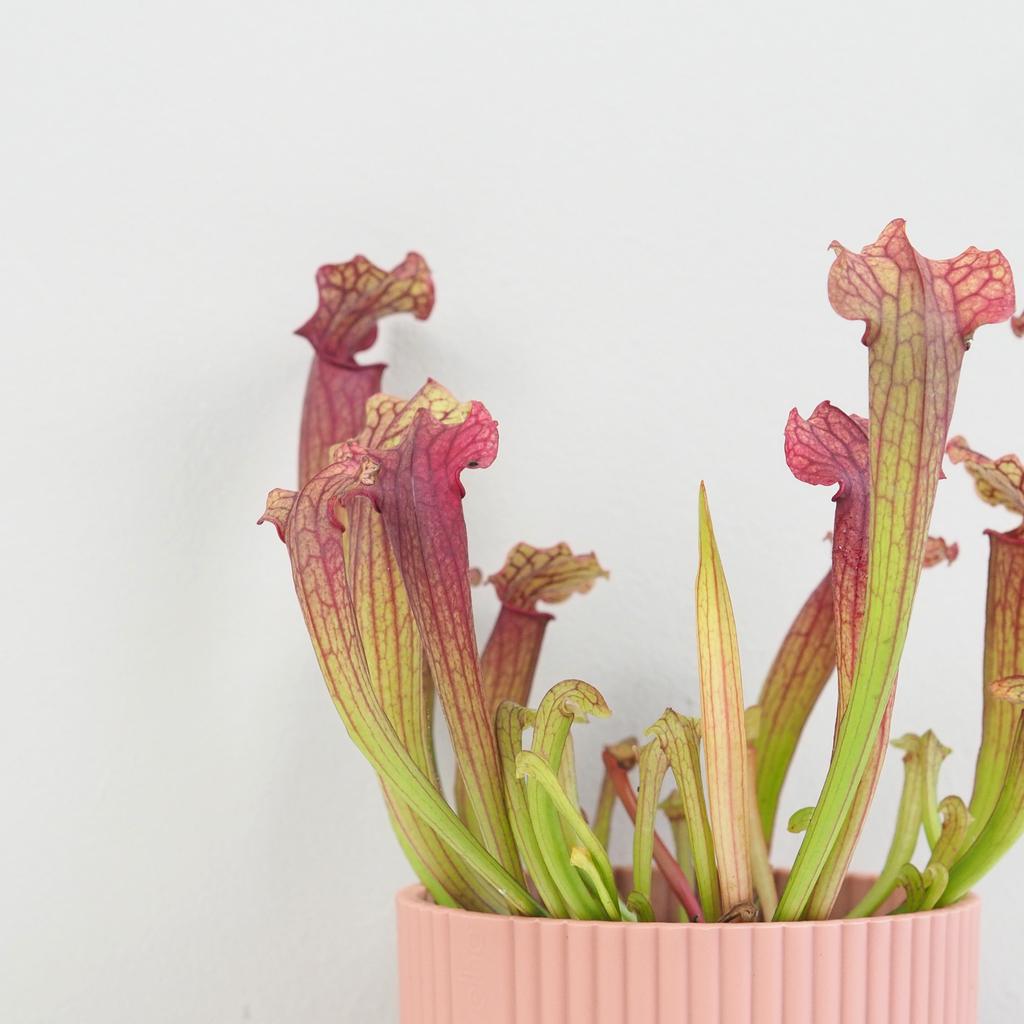 Masožravá rostlina Sarracenia tess Masožravá rostlina Sarracenia tess