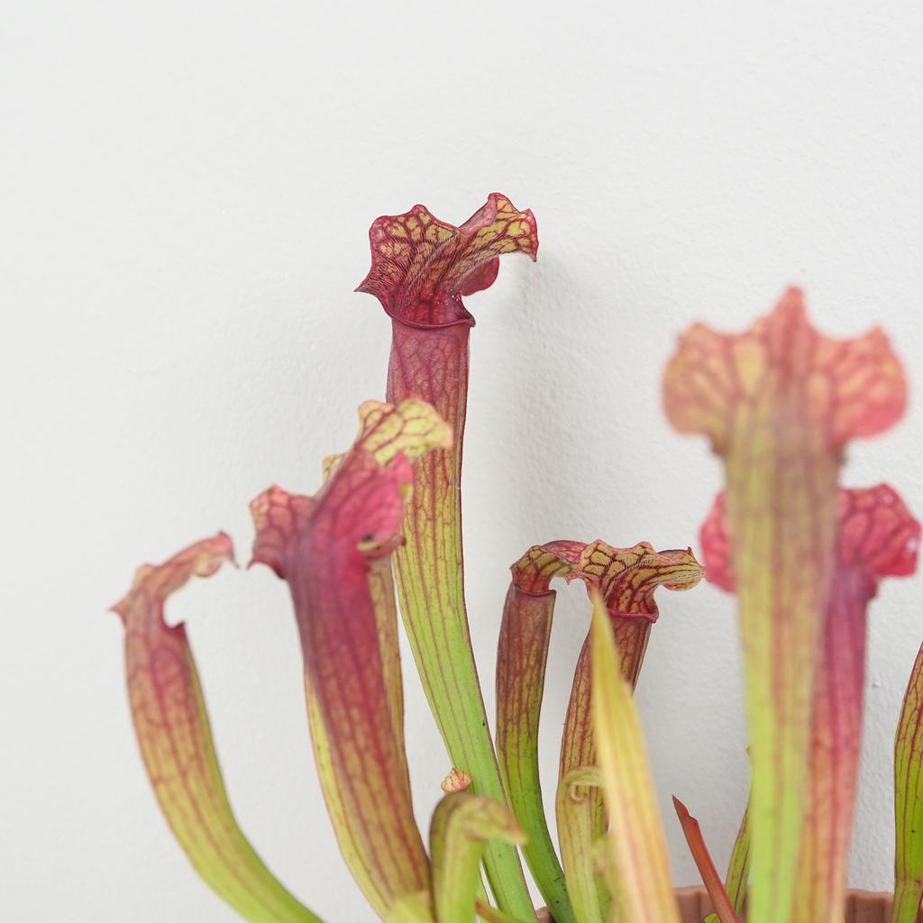 Masožravá rostlina Sarracenia tess Masožravá rostlina Sarracenia tess