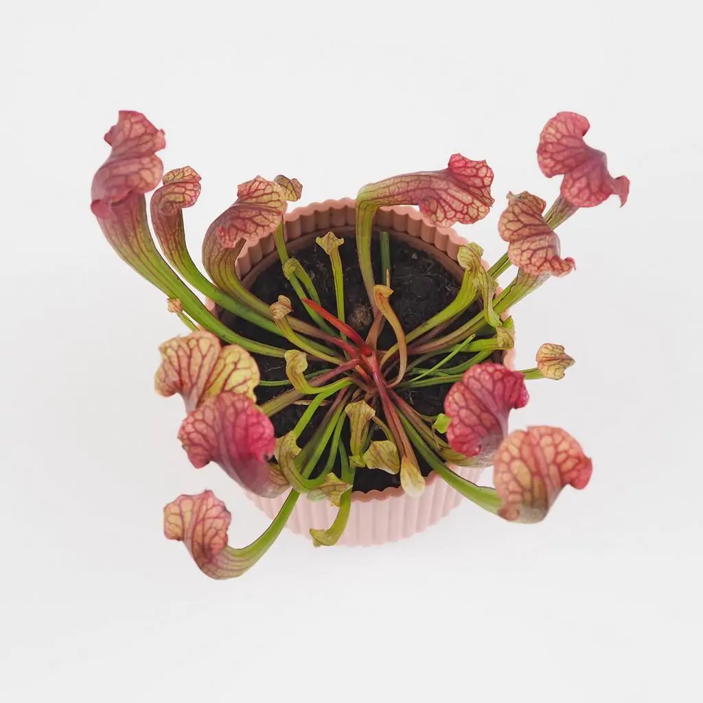 Masožravá rostlina Sarracenia tess Masožravá rostlina Sarracenia tess