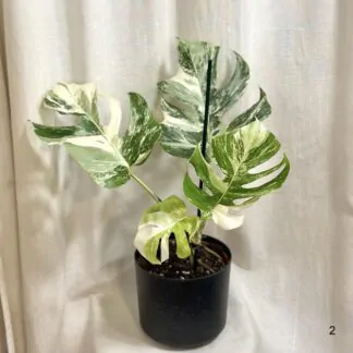 monstera deliciosa albo variegata panasovana