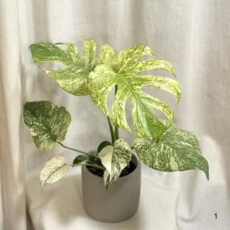 monstera deliciosa mint raritni panasovana pokojova rostlina
