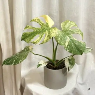 monstera deliciosa mint raritni panasovana pokojova rostlina