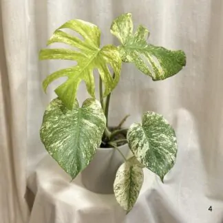 monstera deliciosa mint raritni panasovana pokojova rostlina