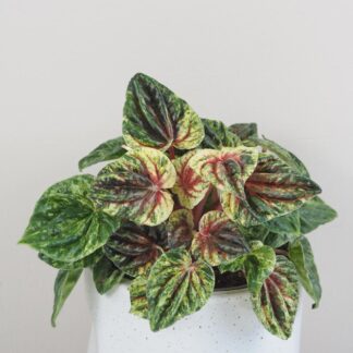 peperomia caperata Buenos Aires variegata pokojova rostlina pokojovka