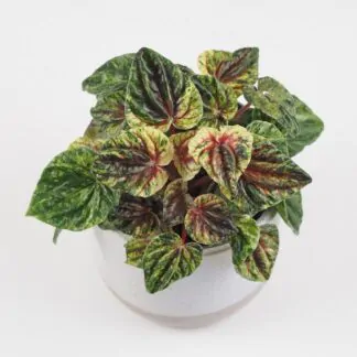 peperomia caperata Buenos Aires variegata pokojova rostlina pokojovka