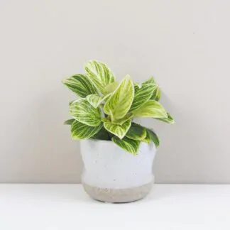 philodendron birkiny maly nenarocne pokojovky