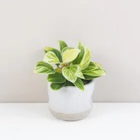 Philodendron ‘Birkin’ malý