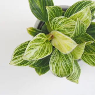 philodendron birkiny maly nenarocne pokojovky