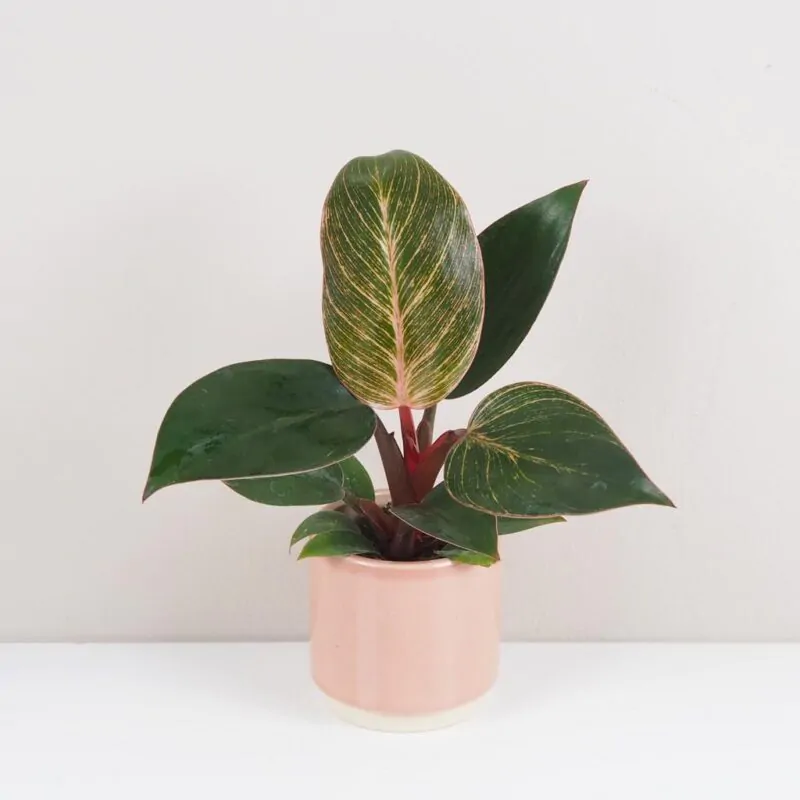philodendron pink bikini pink birkin ruzovy pokojoa rostlina pokojovka plantizia