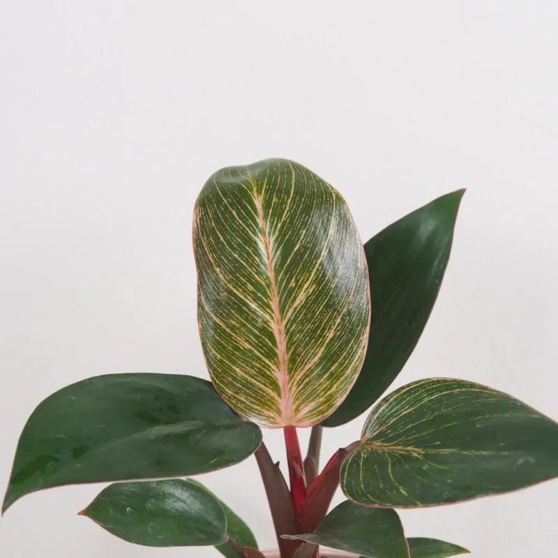 philodendron pink bikini pink birkin ruzovy pokojoa rostlina pokojovka plantizia