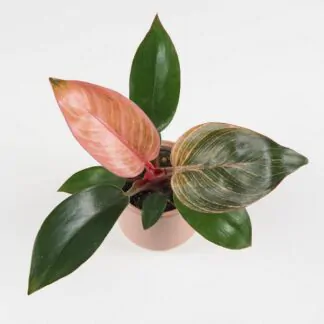 philodendron pink bikini pink birkin ruzovy pokojoa rostlina pokojovka plantizia
